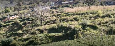 Churwadhar Camping - Sirmaur