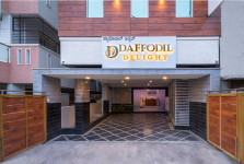 Daffodil Delight - Bangalore