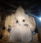 Kadalekalu Ganesh - Hampi