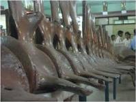 Karwar Aquarium - Karwar