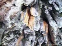 Mahakal caves - Rajabhatkhawa