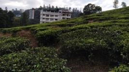 Monsoon Grande - Munnar