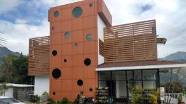 Palm Tree Leaf - Munnar