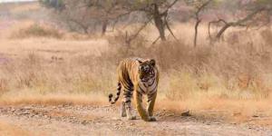 Tiger Safari India Tours & Travels - Delhi