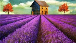 Lavender Holidays - Mangalore