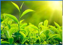 Munnar Trekking Adventures - Munnar