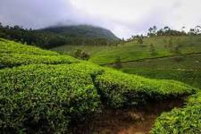 Munnar Skyland - Munnar