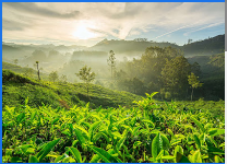 Twilight 7 Tours & Travels - Munnar