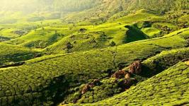 AGAN Holidays - Munnar