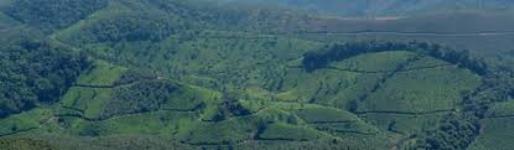 Vacation N Holiday - Munnar