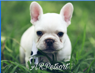 A R Petsort - Jayanagar