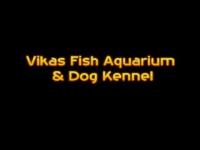 Vikas Fish Aquarium and Dog Kennel - New Moti Nagar - Delhi