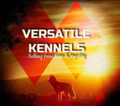 Versatile Kennels - Begumpet - Hyderabad