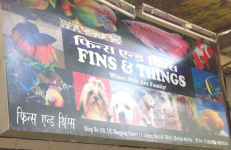 Fins & Things - Borivali West - Mumbai