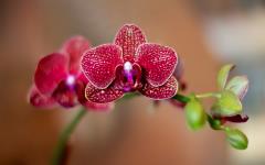 Refresh Spa & Massage Center - Calangute - Goa